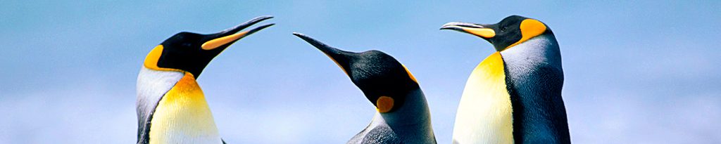 penguin